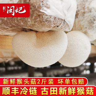 闽妃古田新鲜猴头菇2斤装 活鲜食用菌菇非东北长白山干货猴头蘑菇