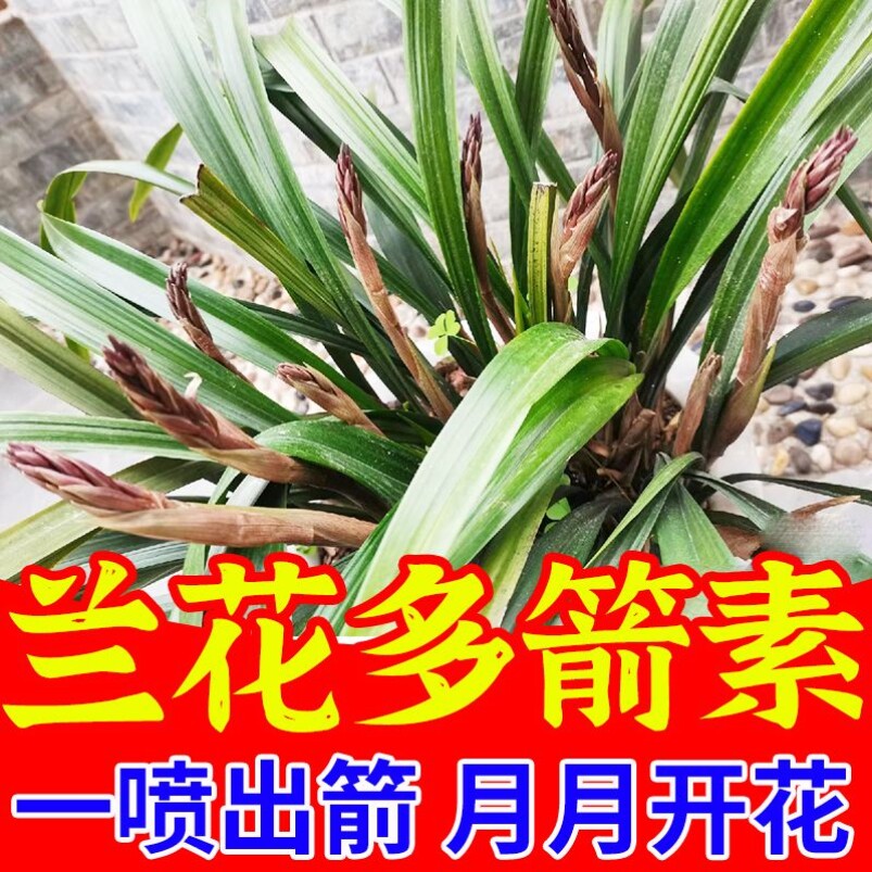 兰花营养液兰花多箭素强力爆芽剂催芽促花促生根杀菌剂免稀释肥