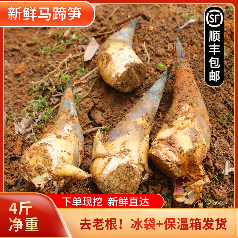 福建新鲜马蹄笋4斤装现挖现发
