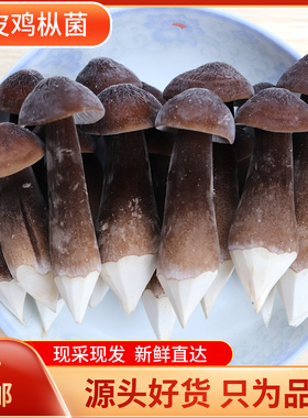 福建黑皮鸡枞菌新鲜菌菇鲜蘑菇食用鸡棕菇荔枝野生菌特产500g包邮