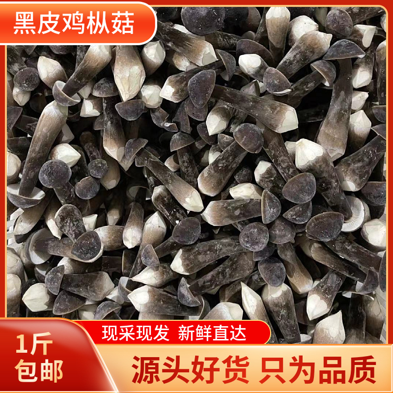 现摘福建新鲜黑皮鸡枞菌1斤包邮