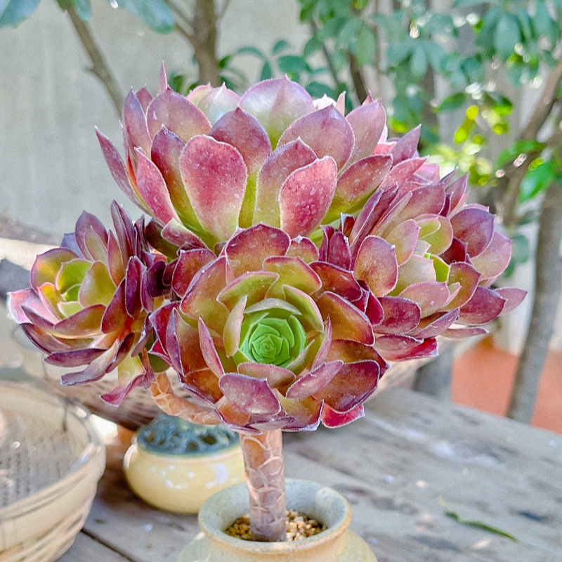 老桩法师多肉植物办公室内大颗好养盆栽荷兰玫瑰群生多肉阳台盆景