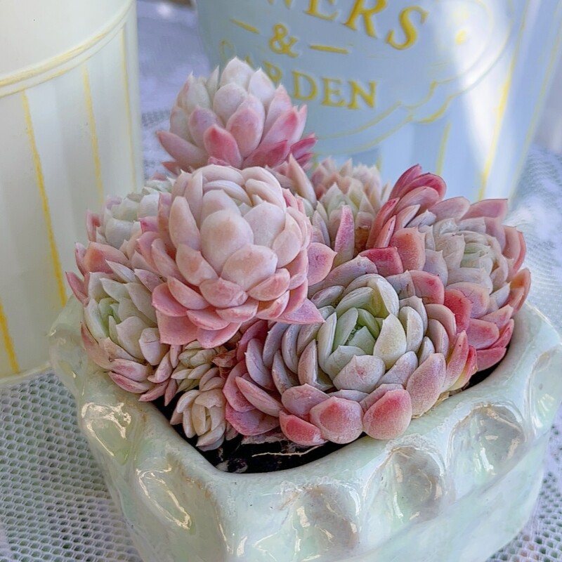 冰梅月影多肉植物易爆盆群生多头多肉萌肉肉创意花卉绿植懒人盆栽