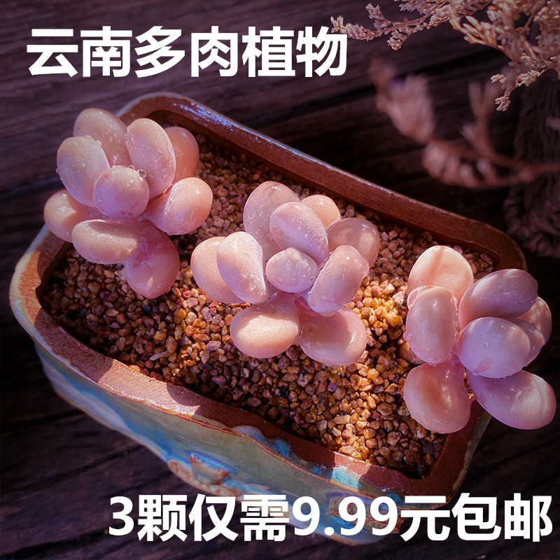 云南精品桃蛋多肉植物组合盆栽