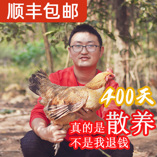 跑山哥正宗四川农家散养土鸡老母鸡月子鸡草鸡走地鸡新鲜现杀鸡汤