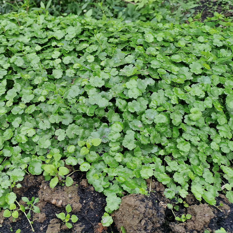 天胡荽新鲜纯天然潮汕锦铺地锦破铜钱地星秀满天星鱼鳞草现摘现发