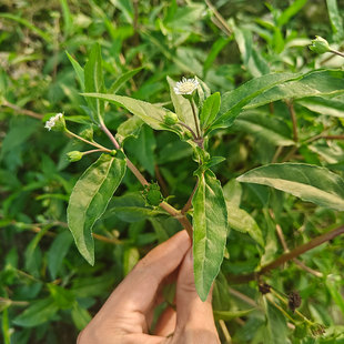 中草药新鲜现采磨蜞草珠草蛛草蟾蜞草乌墨草墨旱莲草