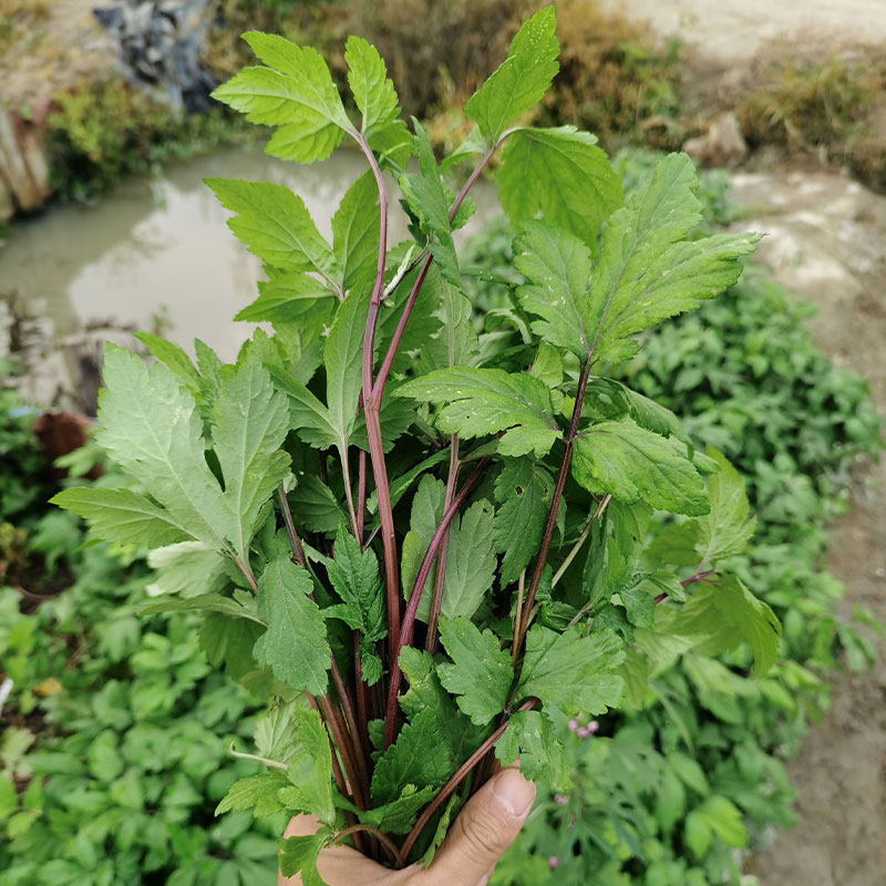 广东潮汕真珠菜猪血煮珍珠花菜新鲜蔬菜珍珠菜四季菜鸭脚艾白苞蒿