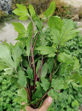 潮汕揭阳清热利湿泡沫箱+冰袋