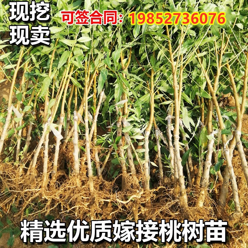 结果桃树苗当年地栽桃子久保阳山水蜜桃树苗南方北方嫁接种植盆栽