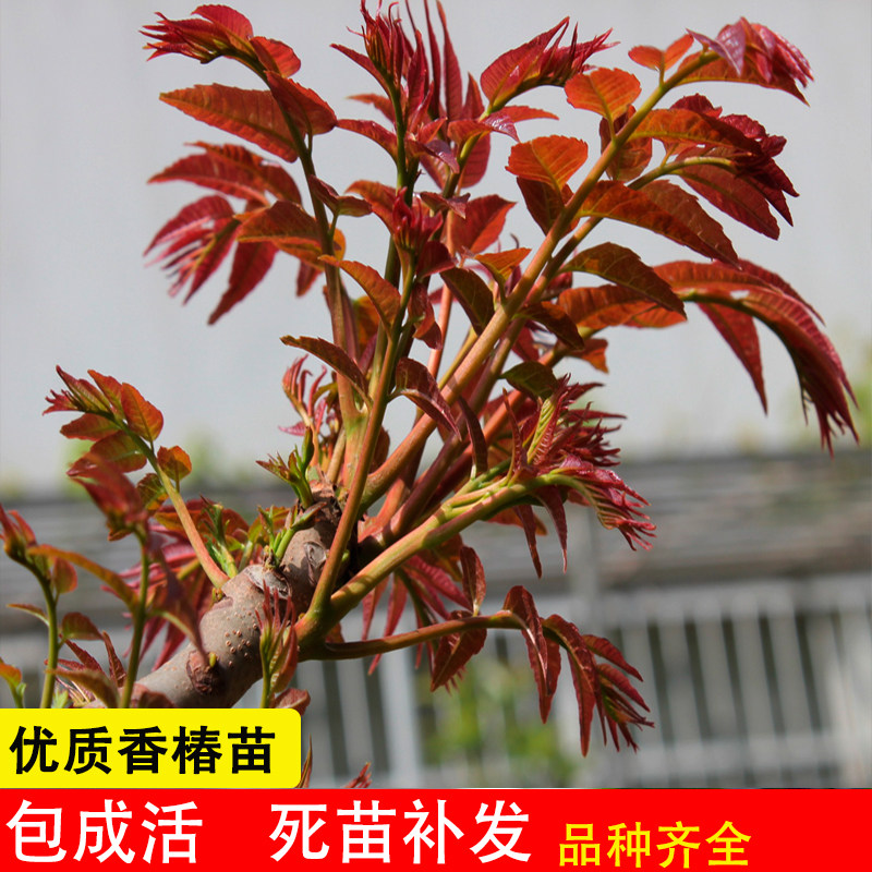 香椿苗树地栽盆栽南方北方种植食用四季新鲜绿油香椿树红油香椿苗