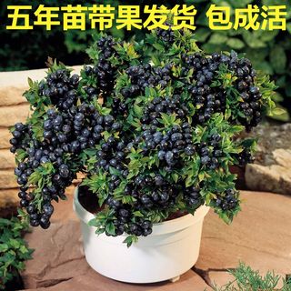 蓝莓苗带花果蓝莓果树带果盆栽家庭阳台庭院四季种植果苗丰产多果