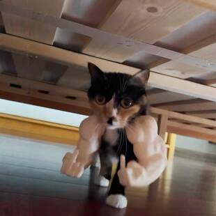 吓死人了！猫咪肌肉手臂挂脖搞怪中指拳头宠物猫狗搞笑挂件配饰