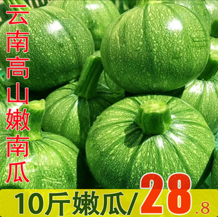 云南小圆瓜嫩南瓜蔬菜圆西葫芦当季整箱10斤现摘云南小瓜倭瓜青瓜