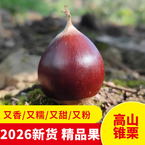 新鲜现摘建瓯锥栗生板栗粉糯香甜
