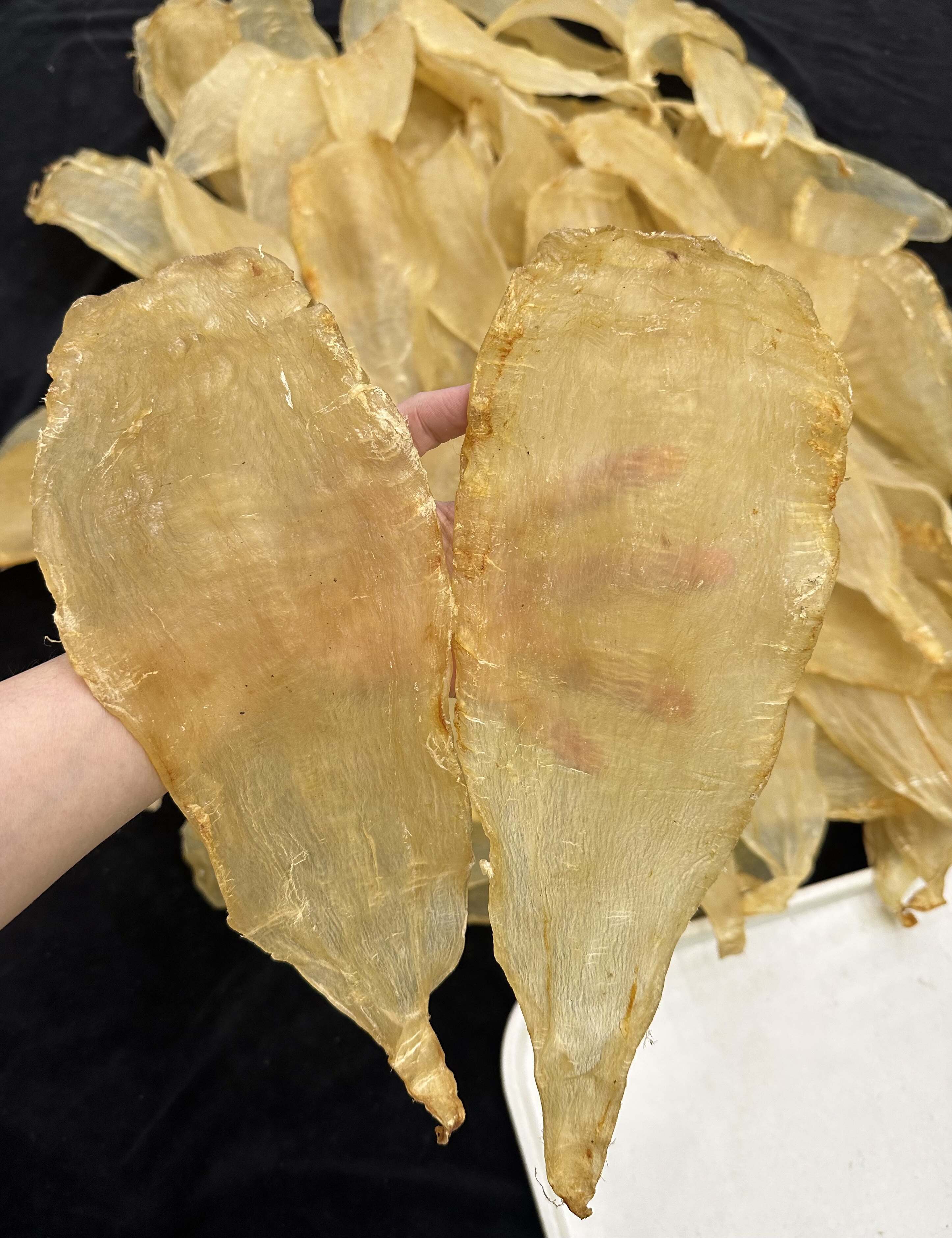 2两竹叶胶 5头竹叶胶  广州实体店鳘鱼胶花胶