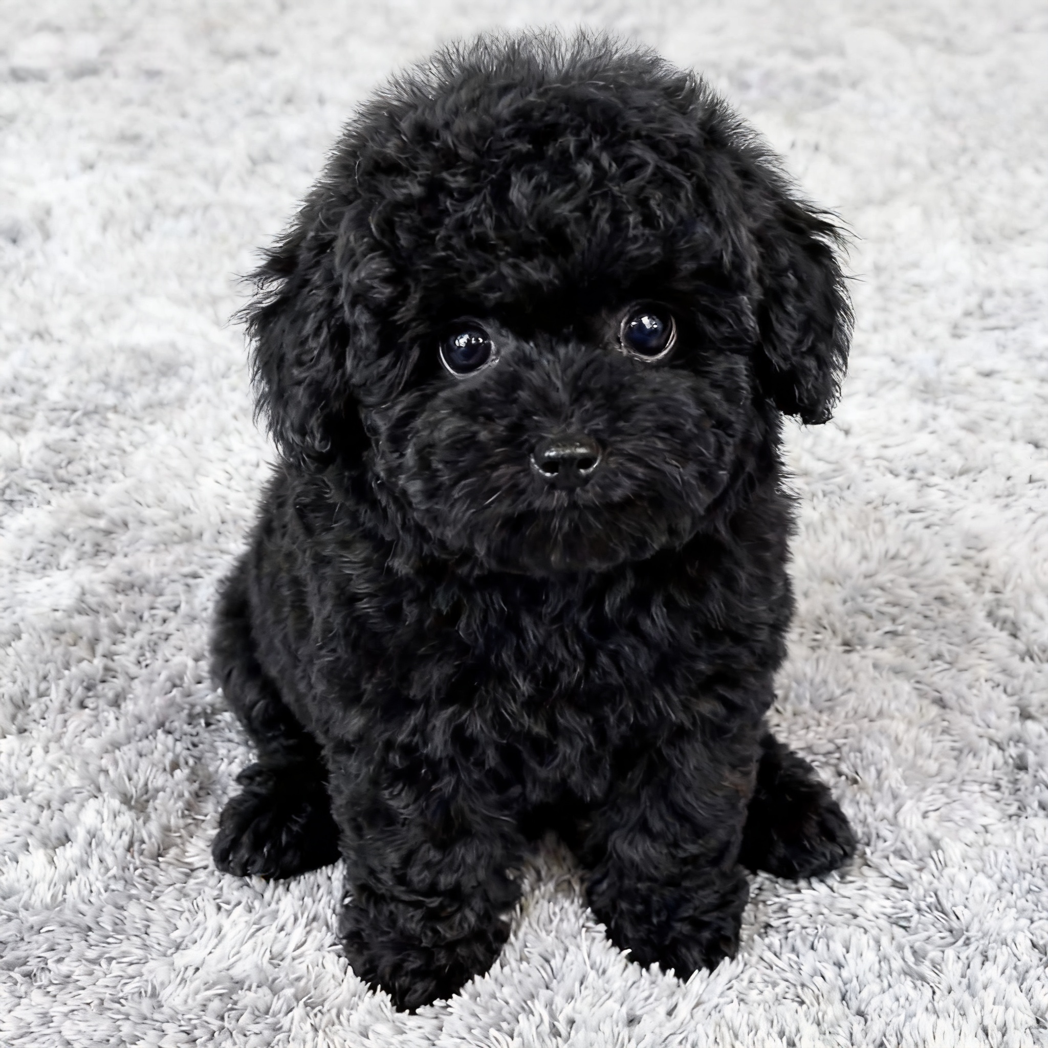 泰迪幼犬便宜小体家庭犬幼崽型