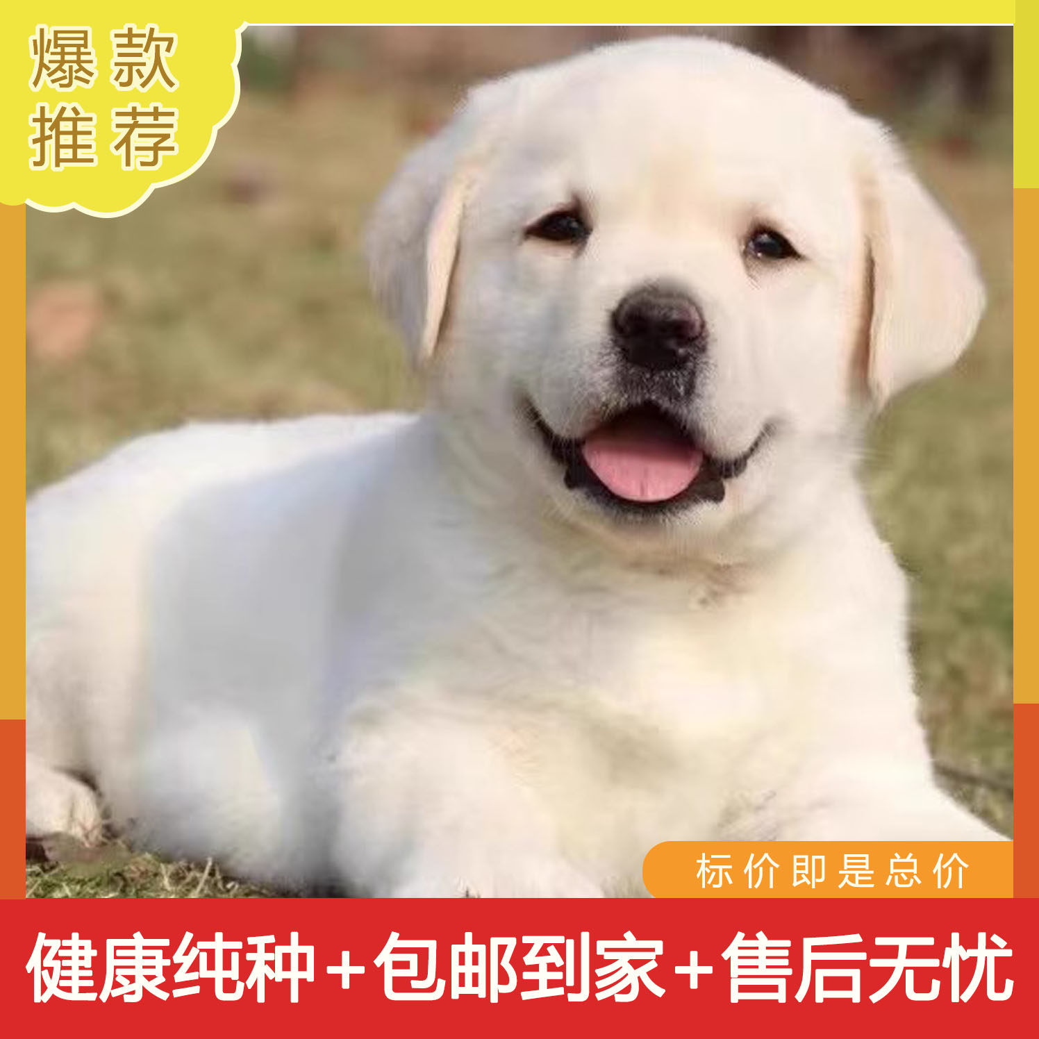 拉布拉多幼犬纯种导盲犬神犬小七狗活幼体奶白黑色拉布拉多犬活体