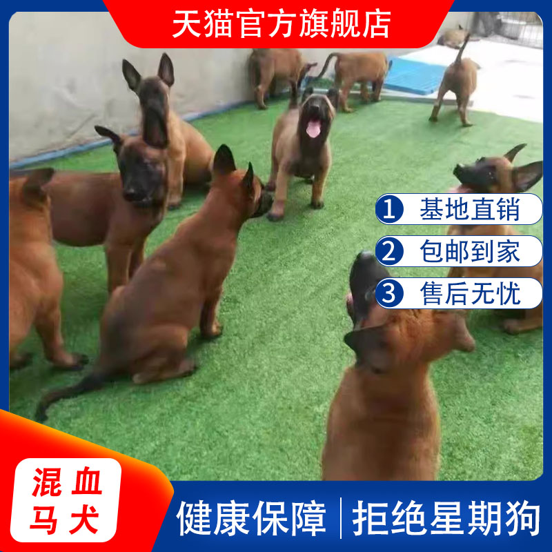 马犬混血比利时牧羊犬工作犬科目犬高智商大型犬黑马爆红看家活物