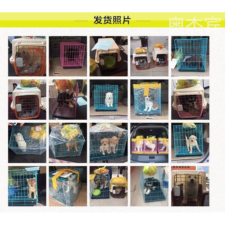 法斗幼犬纯种国牛体网红