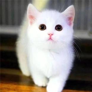猫咪小猫中华田园猫宠物猫蓝白猫幼崽狸猫花猫奶牛猫橘猫黑猫白猫