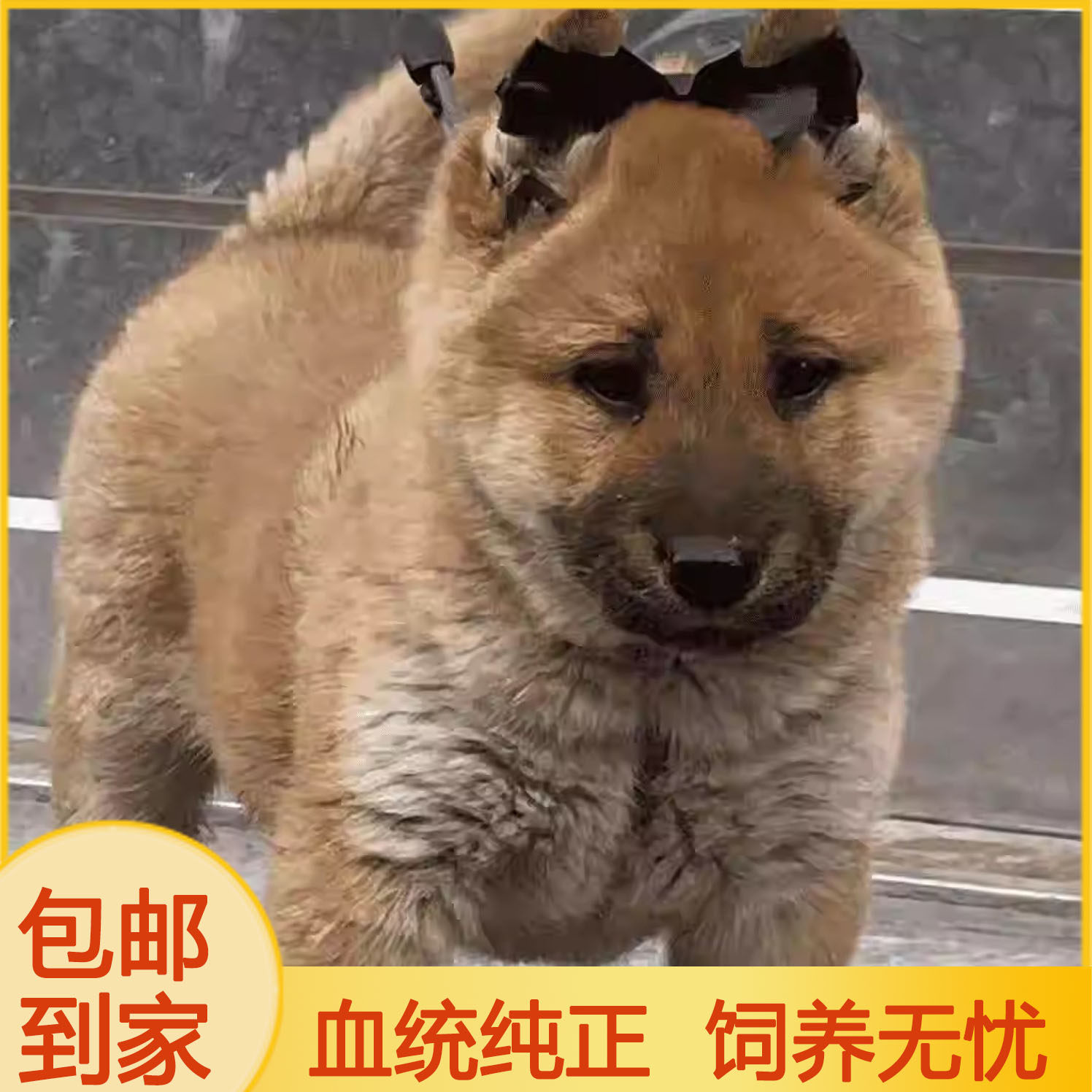 广西土猎犬幼犬不掉毛虎斑色赶山犬五黑犬猎犬幼崽现货活物狗黑狗