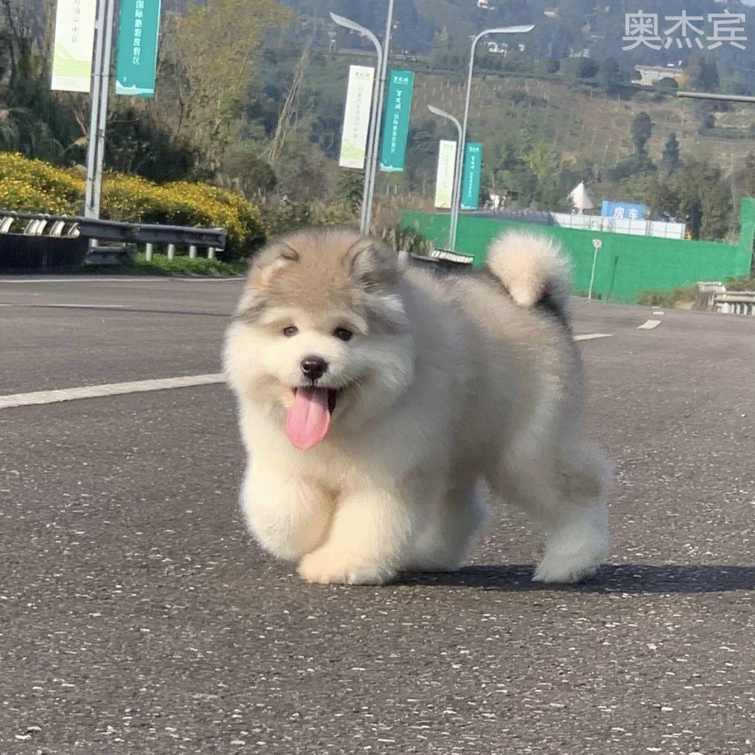 纯种阿拉斯加幼犬巨型雪