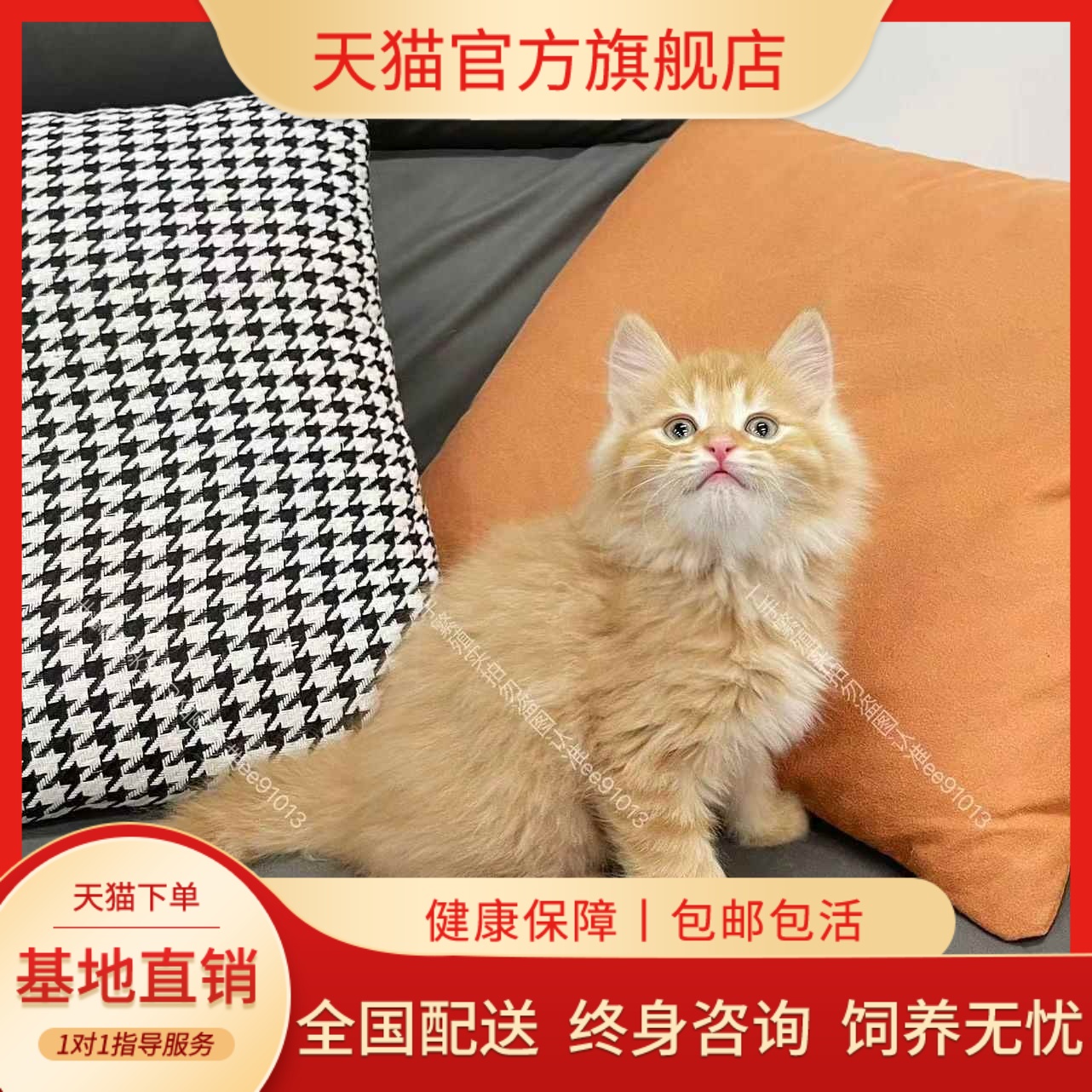 橘色狮子猫长毛橘猫橘白猫幼崽幼猫活体小猫咪橘色高地田园长毛猫
