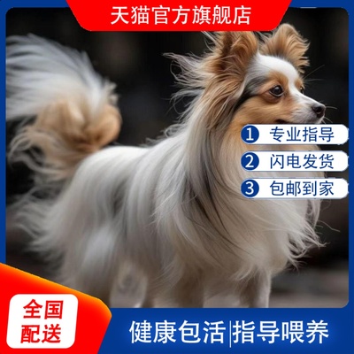 蝴蝶犬幼犬家养幼崽听话哈巴狗小狗网红白花真狗狗宠物狗帅气便宜