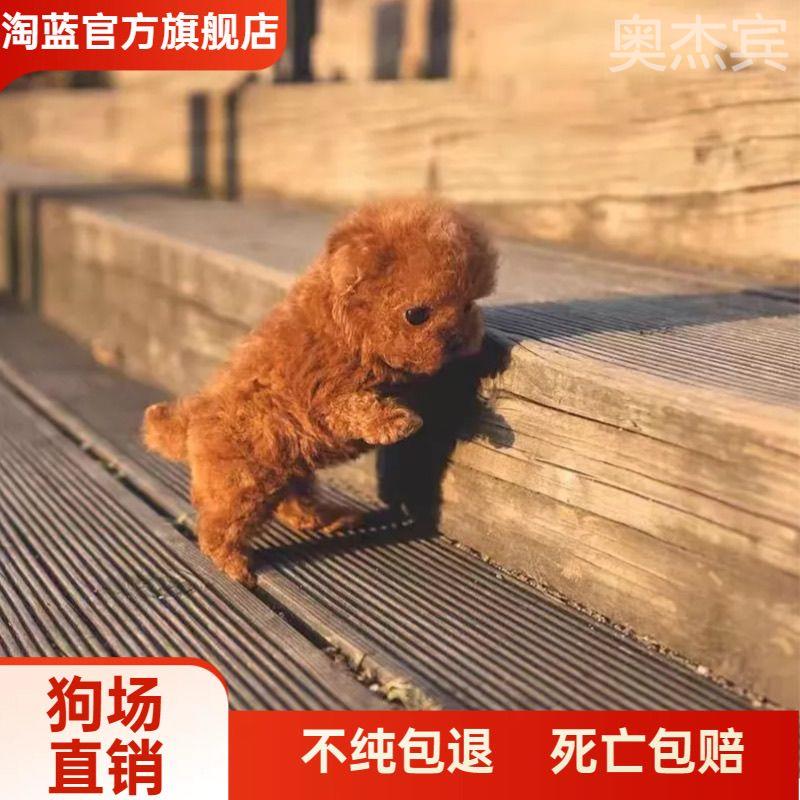 纯种泰迪幼犬飞耳长不大