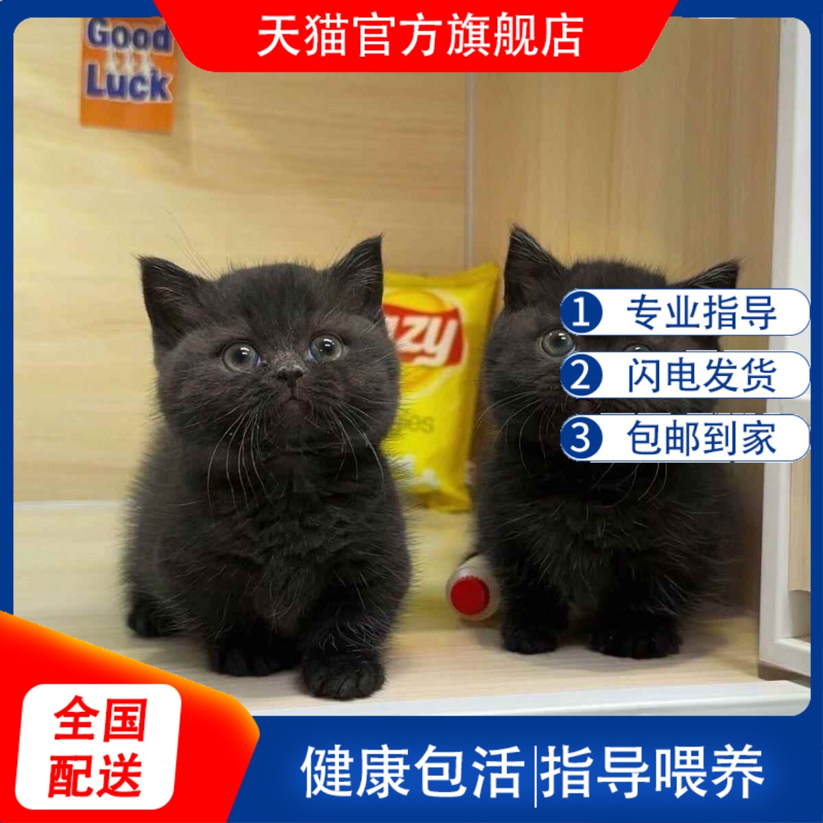 英短黑猫玄猫网红便宜超萌