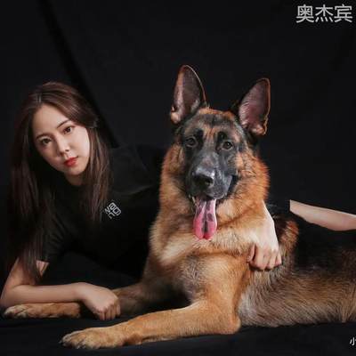 纯种德牧犬幼狼弓背大型