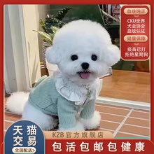 韩系茶杯小体比熊纯种幼犬小型犬