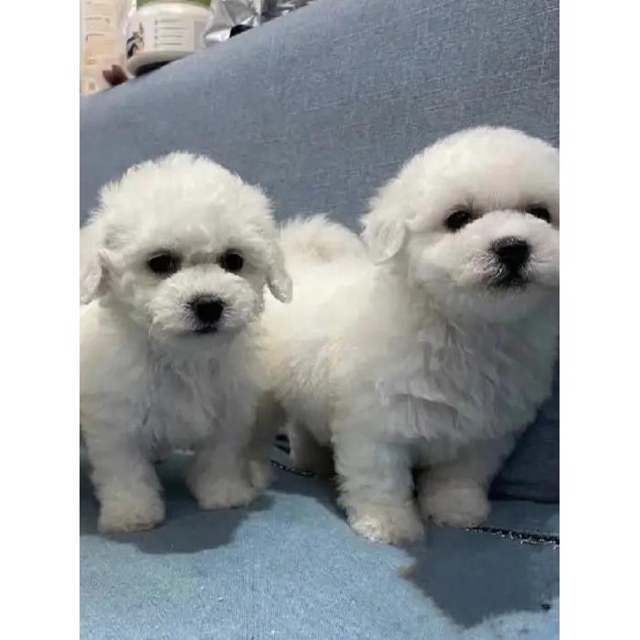 比熊幼犬便宜长不大真狗狗活体袖珍可爱白色幼崽超萌小体迷你球形