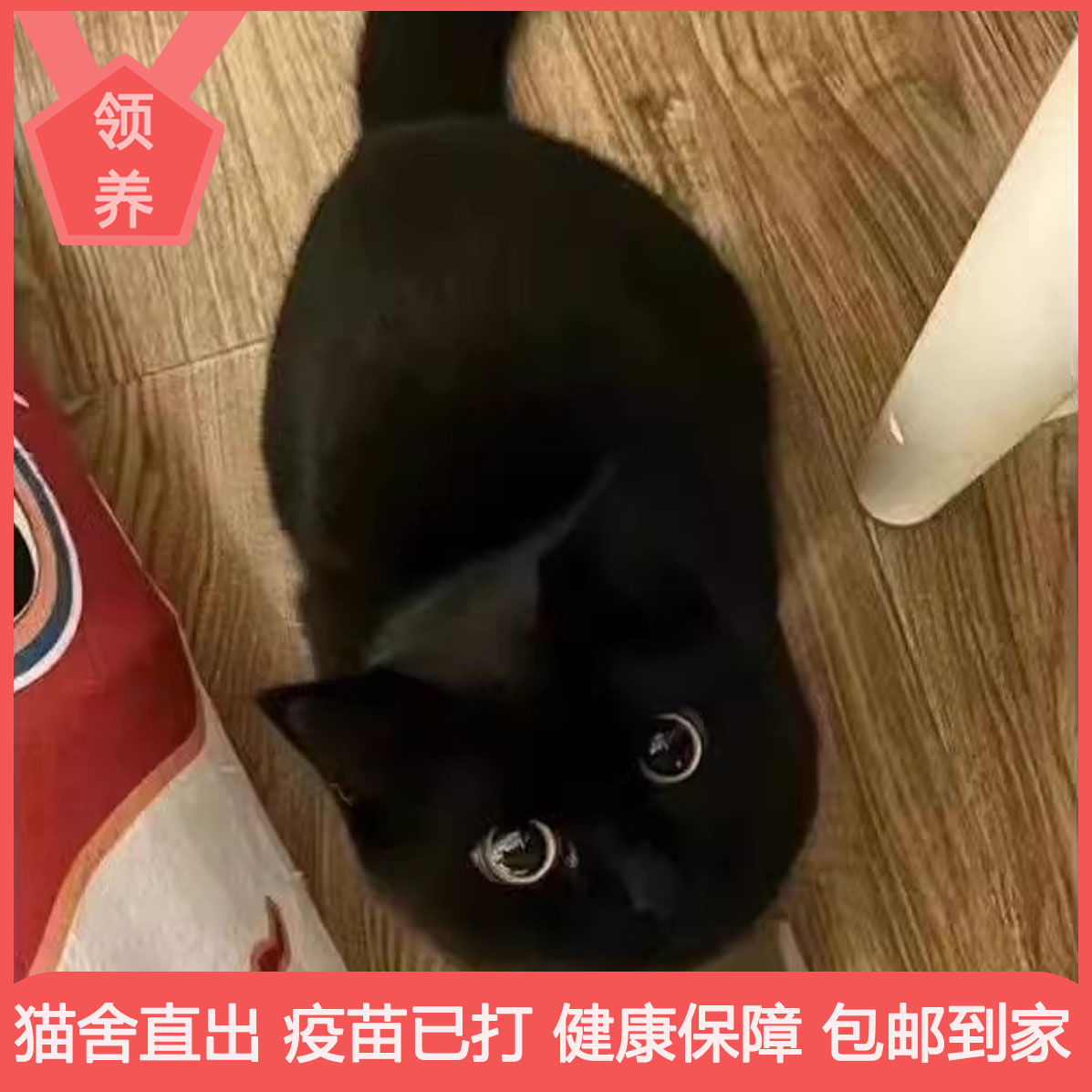 中华田园猫超小老虎活体农村捕鼠