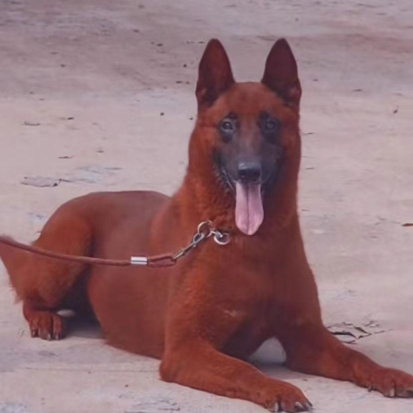 纯马犬正宗纯种双血统