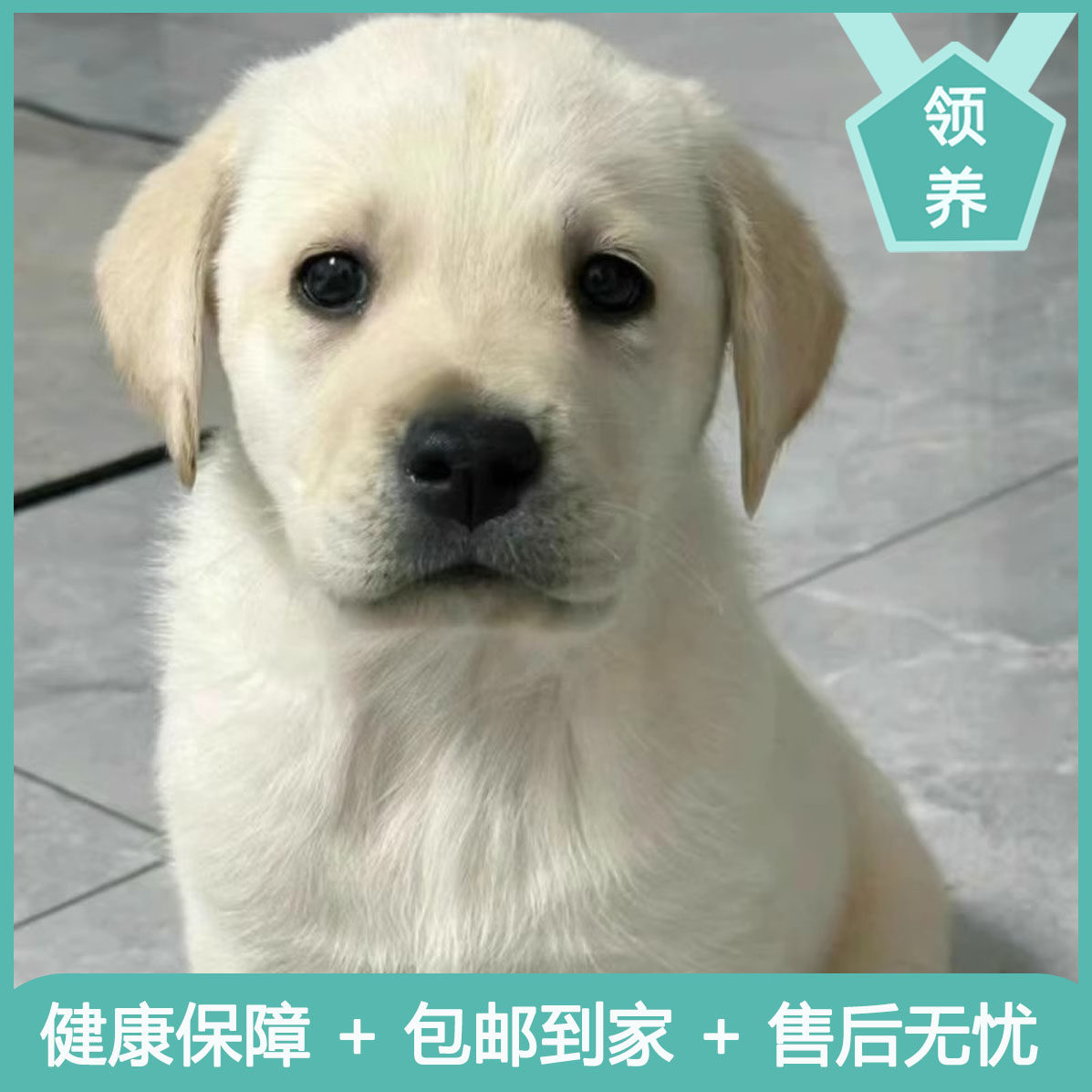 拉布拉多幼犬纯种导盲犬神犬小七狗活幼体奶白黑色拉布拉多犬活体