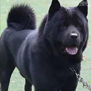 五黑犬广西土猎犬中华田园犬赶山犬巡山犬看家护院纯黑狗正宗黑狗