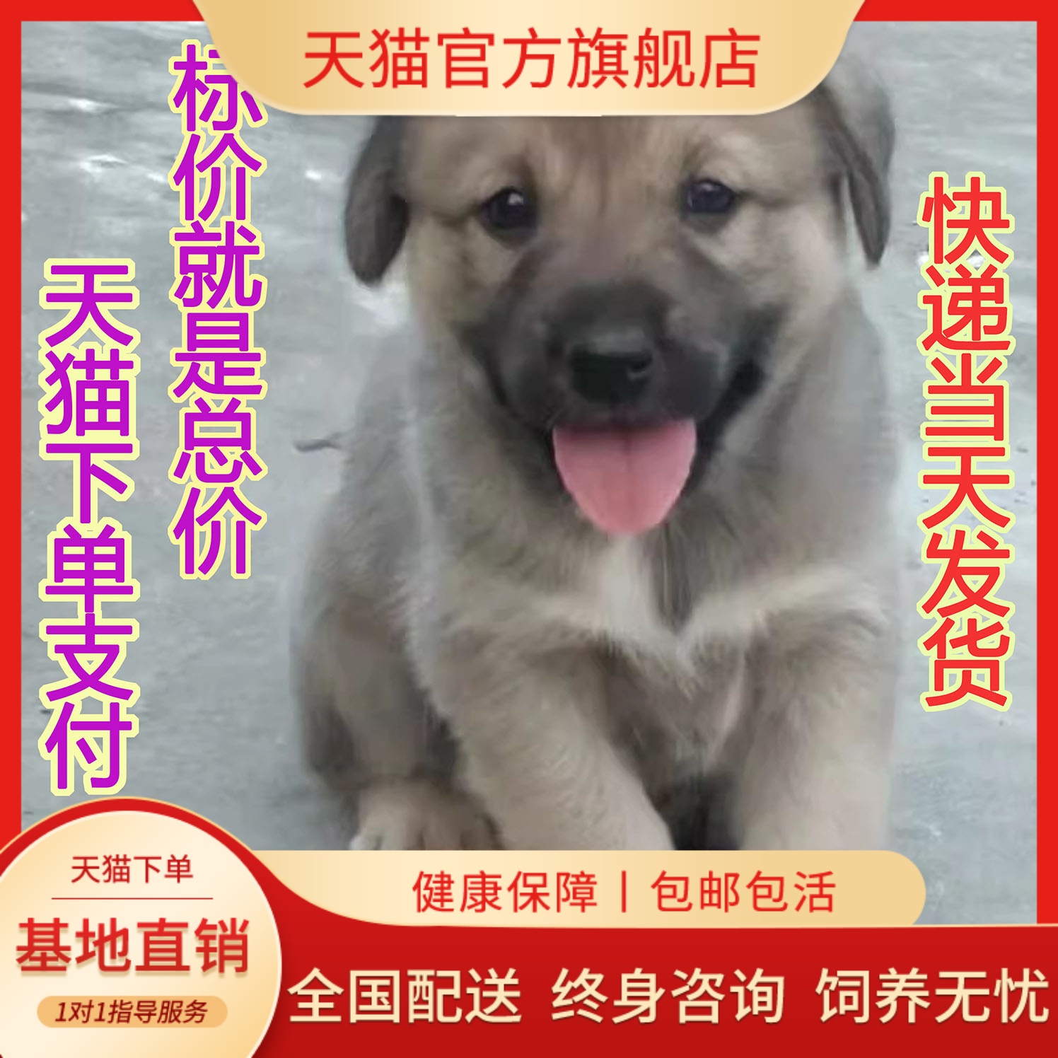 大黄狗中华田园犬型家养正宗土护