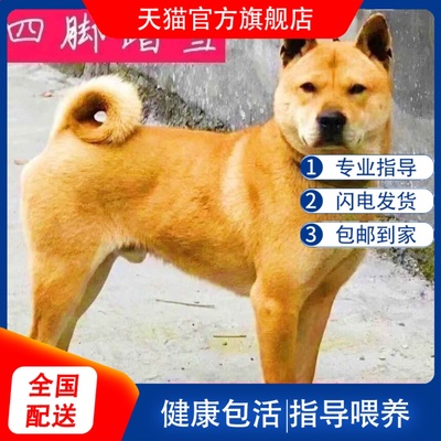 中华田园犬广西土猎黄狗白面四眼铁包金五黑虎斑幼犬狗狗活体幼崽
