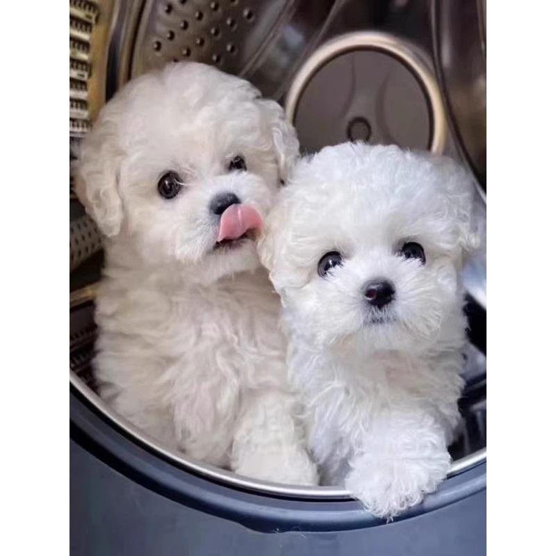 比熊幼犬活体超小活物网红幼崽白色圆脸宠物狗迷你犬家养精品球形