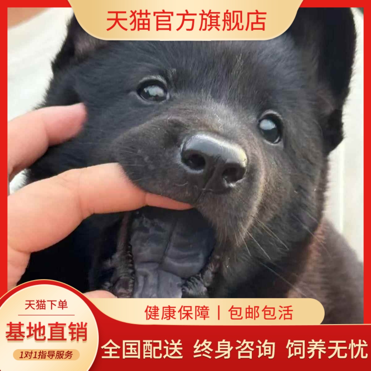 五黑犬幼犬赶山犬活物幼宠可爱狩猎犬便宜家庭忠诚全黑唐狗霸气狗