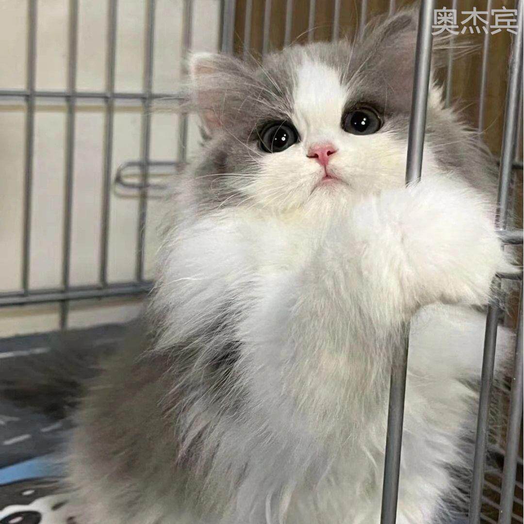 长毛高地猫咪活物纯白长毛纯黑蓝白蓝猫银白乳白乳色可爱粘人