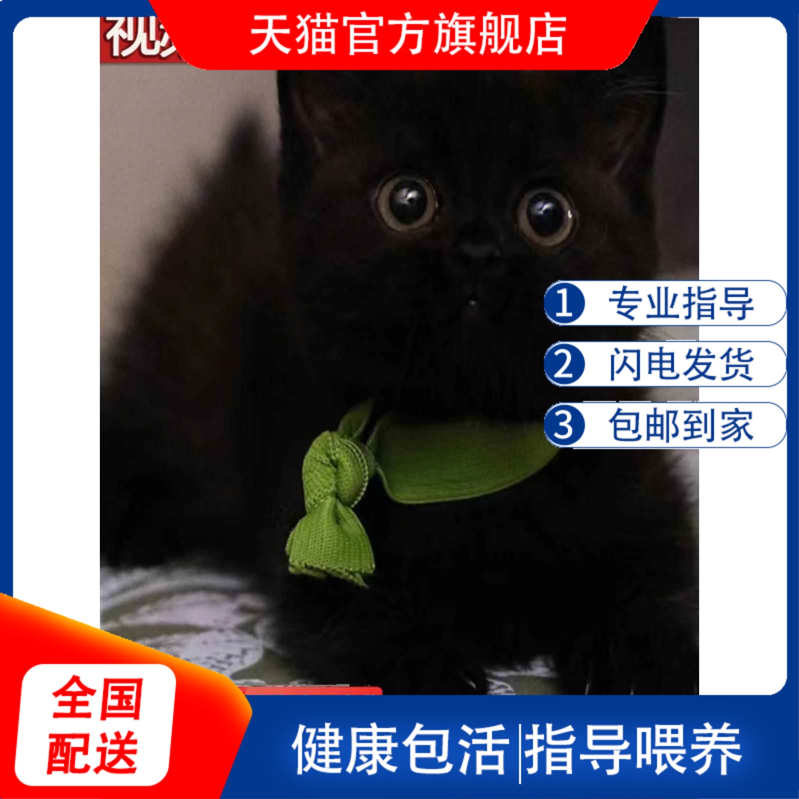 猫猫咪活物小猫咪田园猫黑猫玄猫白猫橘猫奶牛猫狸猫幼崽三花猫