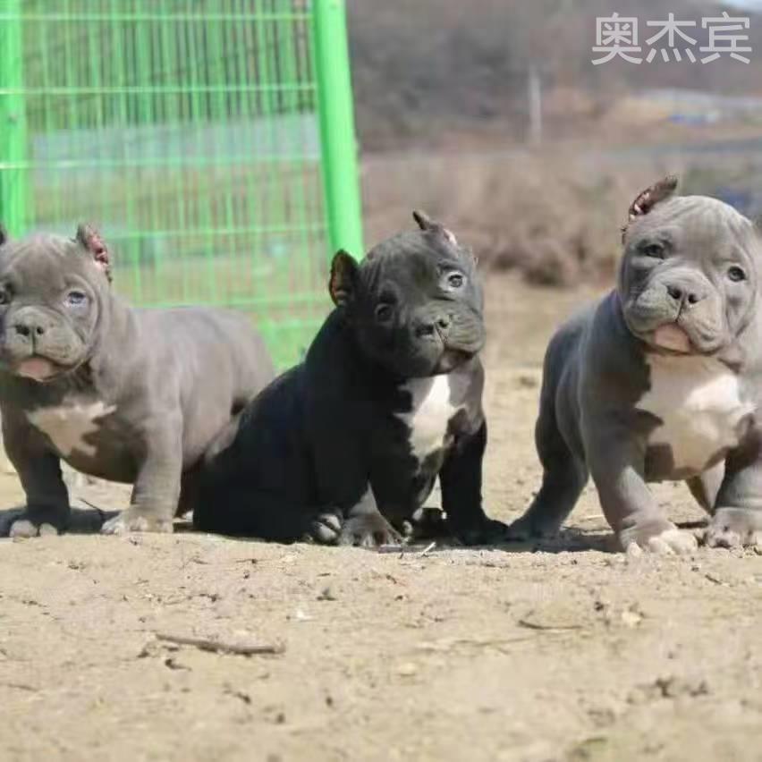 恶霸犬纯种美国幼活物宠