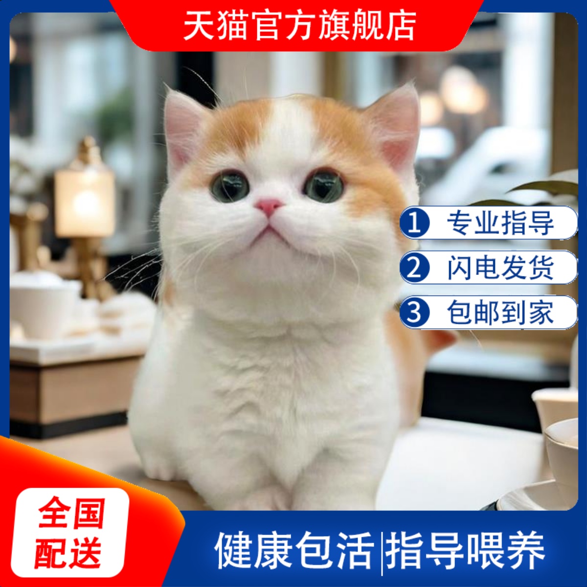 曼基康矮脚猫幼猫米努特短腿猫咪幼崽三花金银渐层拿破仑宠物活体