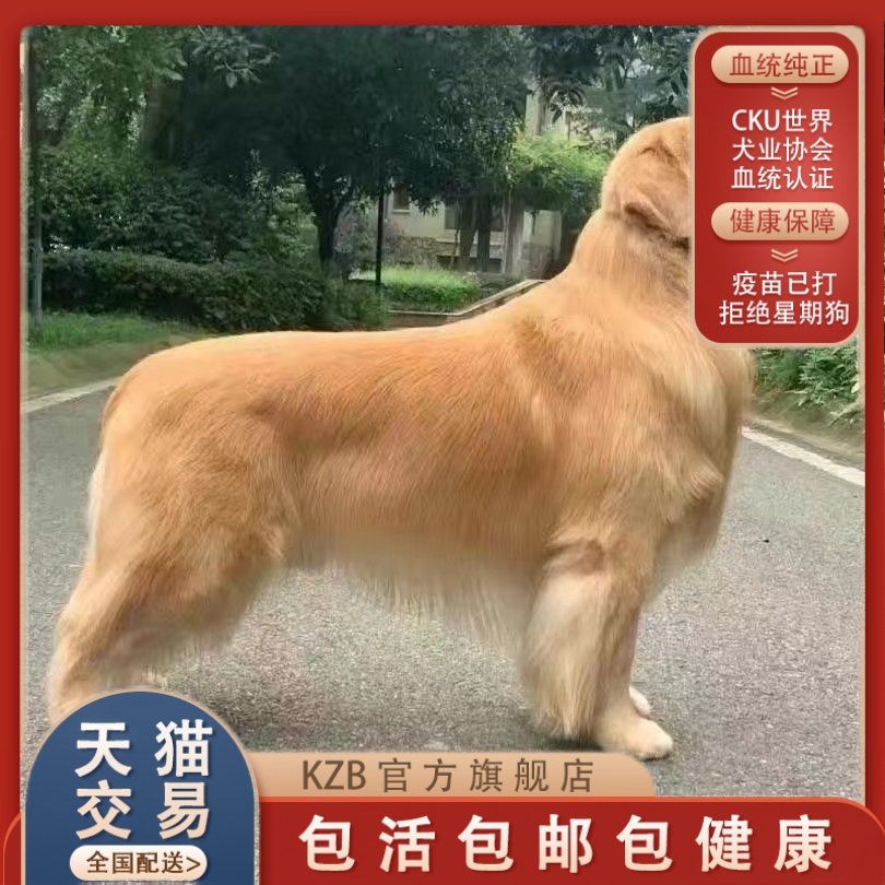 纯种金毛幼犬活体双血统金毛寻回犬赛级金毛犬犬舍中大型犬宠物狗