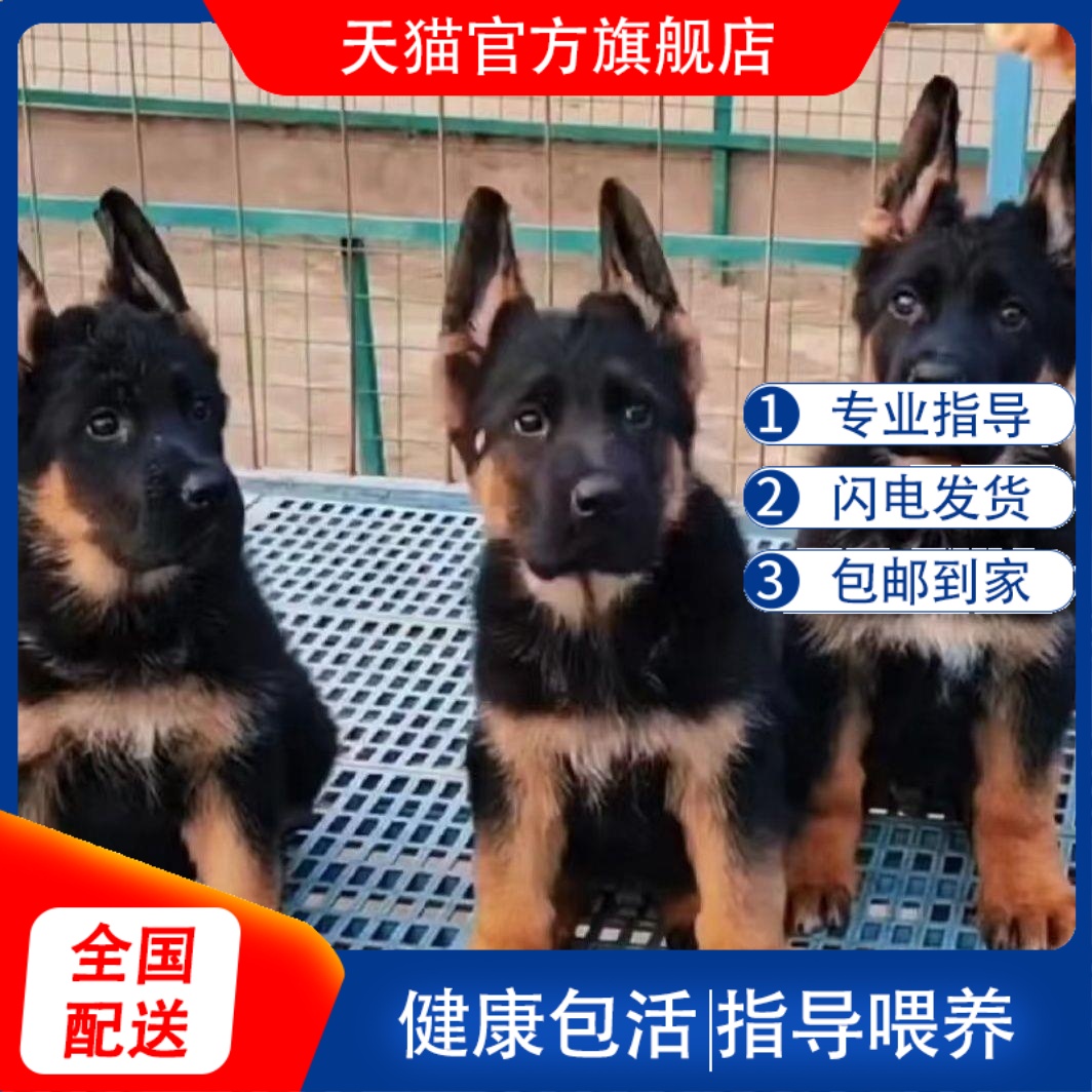 德牧幼犬黑贝高智商宠物狗幼宠工作犬狗狗狼狗平背超便宜小狗警犬