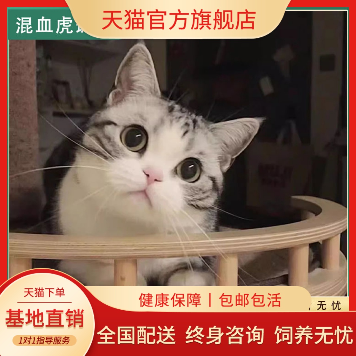 美短虎斑猫混血幼宠起司