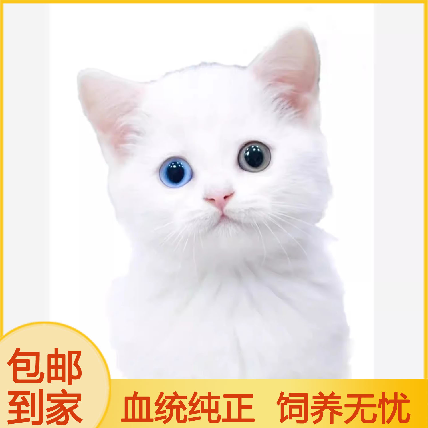 中华田园猫狸纯白奶牛小花咪三橘